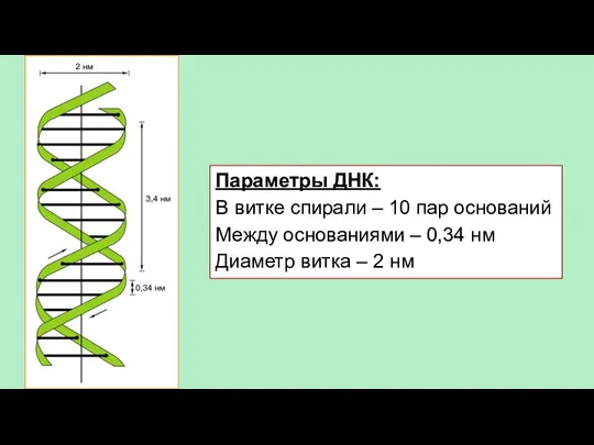 Параметры ДНК: В витке спирали – 10 пар оснований Между основаниями –