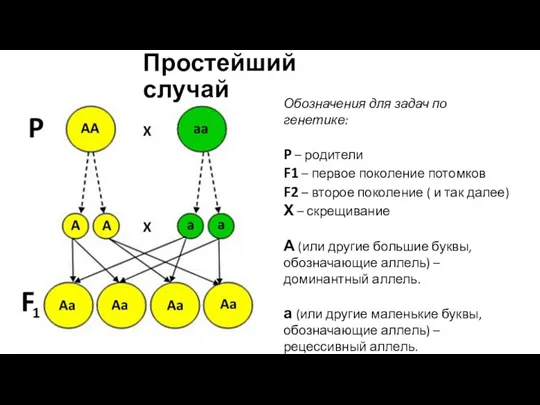 Простейший случай Обозначения для задач по генетике: P – родители F1 –