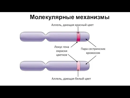 Молекулярные механизмы