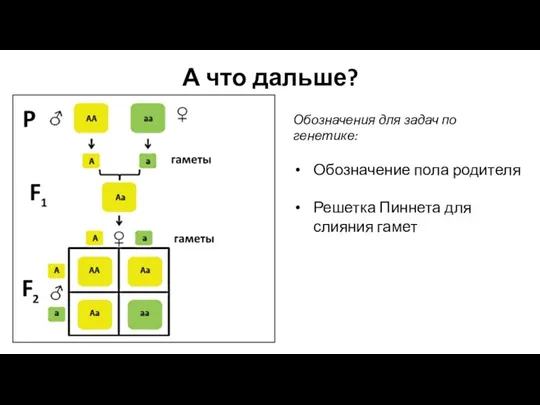 А что дальше? Обозначения для задач по генетике: Обозначение пола родителя Решетка Пиннета для слияния гамет