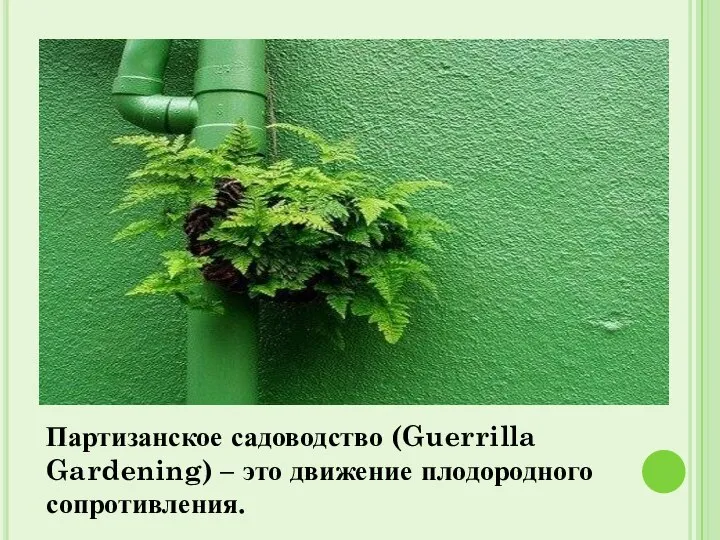 Партизанское садоводство (Guerrilla Gardening) – это движение плодородного сопротивления.