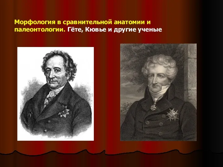 Морфология в сравнительной анатомии и палеонтологии. Гёте, Кювье и другие ученые