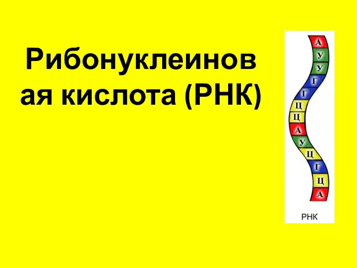 Рибонуклеиновая кислота (РНК)