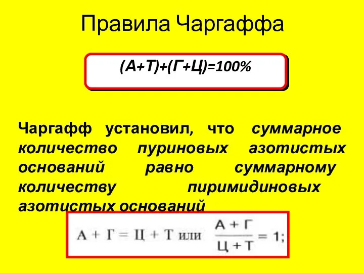 Правила Чаргаффа (А+Т)+(Г+Ц)=100% Чаргафф установил, что суммарное количество пуриновых азотистых оснований равно