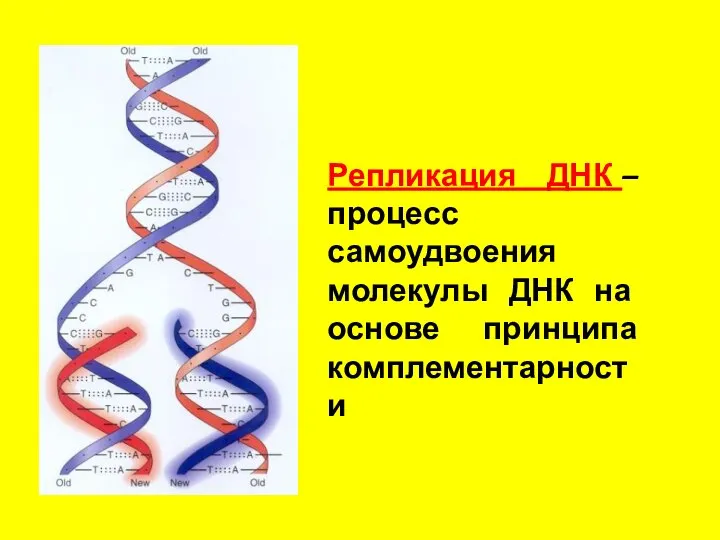 Репликация ДНК – процесс самоудвоения молекулы ДНК на основе принципа комплементарности