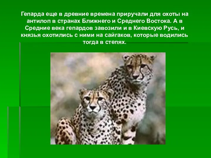 Гепарда еще в древние времена приручали для охоты на антилоп в странах