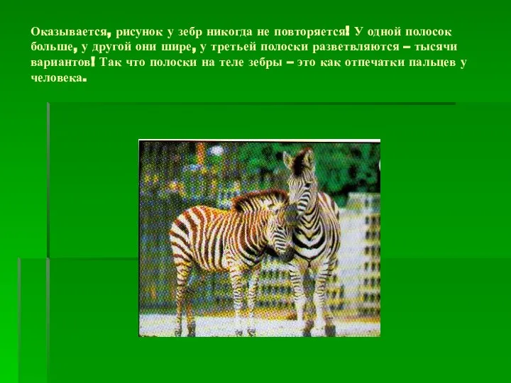 Оказывается, рисунок у зебр никогда не повторяется! У одной полосок больше, у