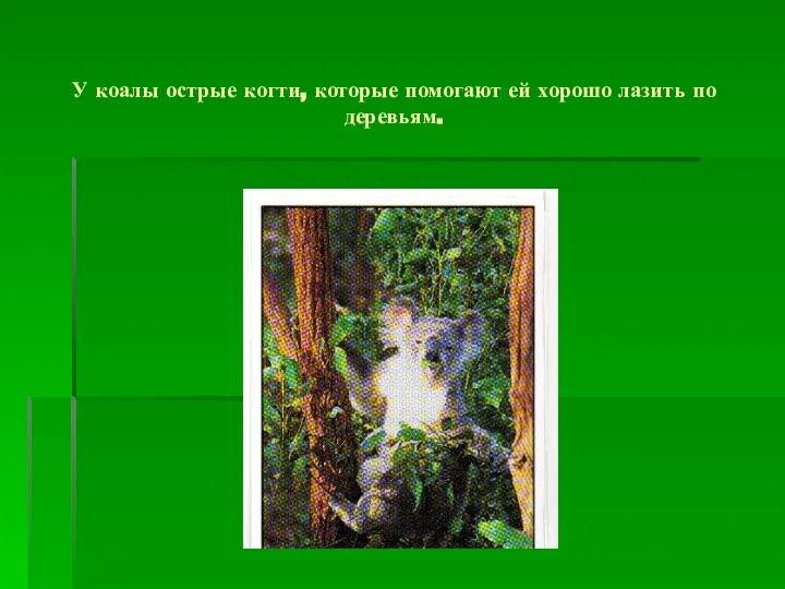 У коалы острые когти, которые помогают ей хорошо лазить по деревьям.