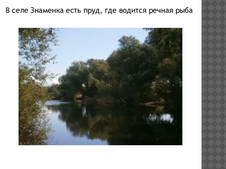 В селе Знаменка есть пруд, где водится речная рыба