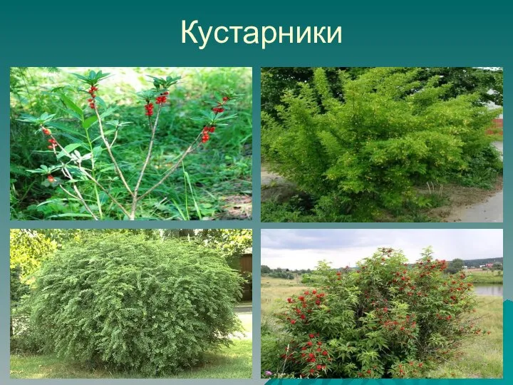 Кустарники