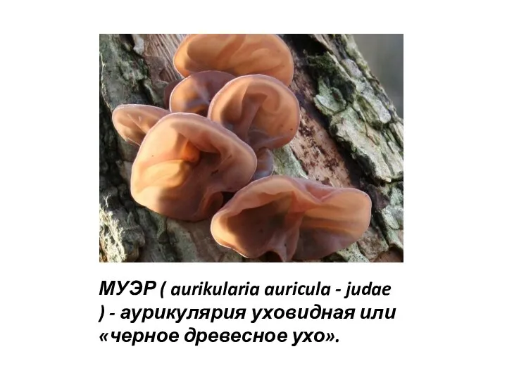 МУЭР ( aurikularia auricula - judae ) - аурикулярия уховидная или «черное древесное ухо».