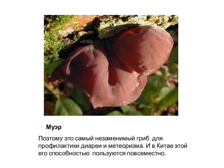 Муэр Поэтому это самый незаменимый гриб для профилактики диареи и метеоризма. И