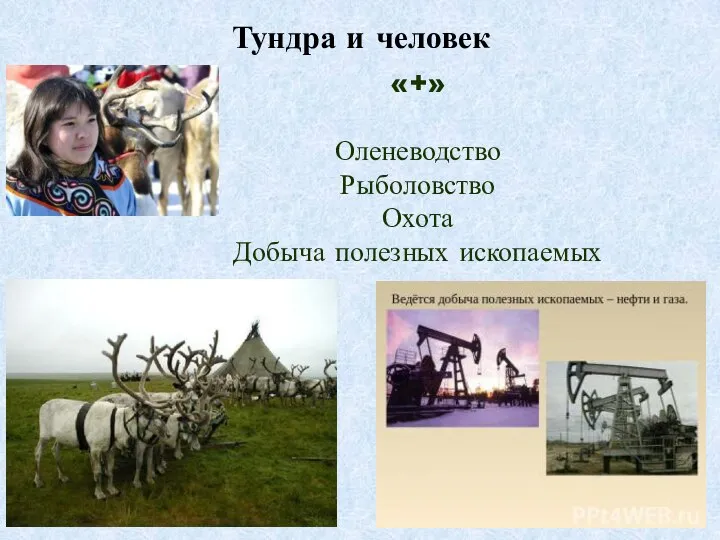 Тундра и человек «+» Оленеводство Рыболовство Охота Добыча полезных ископаемых