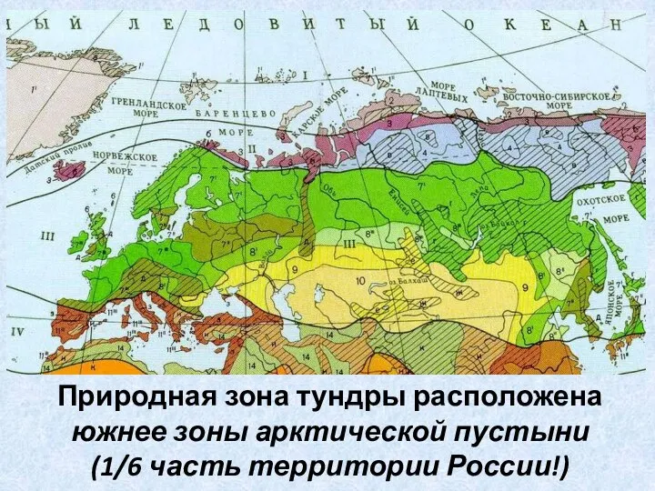 Природная зона тундры расположена южнее зоны арктической пустыни (1/6 часть территории России!)