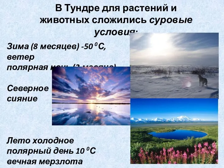 В Тундре для растений и животных сложились суровые условия: Зима (8 месяцев)