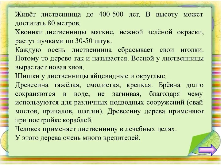 Живёт лиственница до 400-500 лет. В высоту может достигать 80 метров. Хвоинки