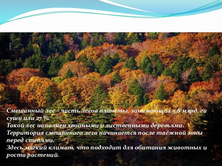 Смешанный лес – часть лесов планеты, занимающих 3,6 млрд. га суши или