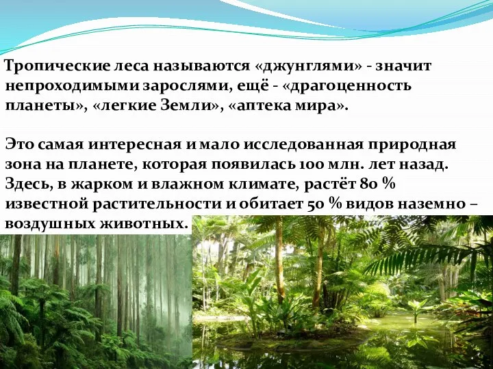 Тропические леса называются «джунглями» - значит непроходимыми зарослями, ещё - «драгоценность планеты»,