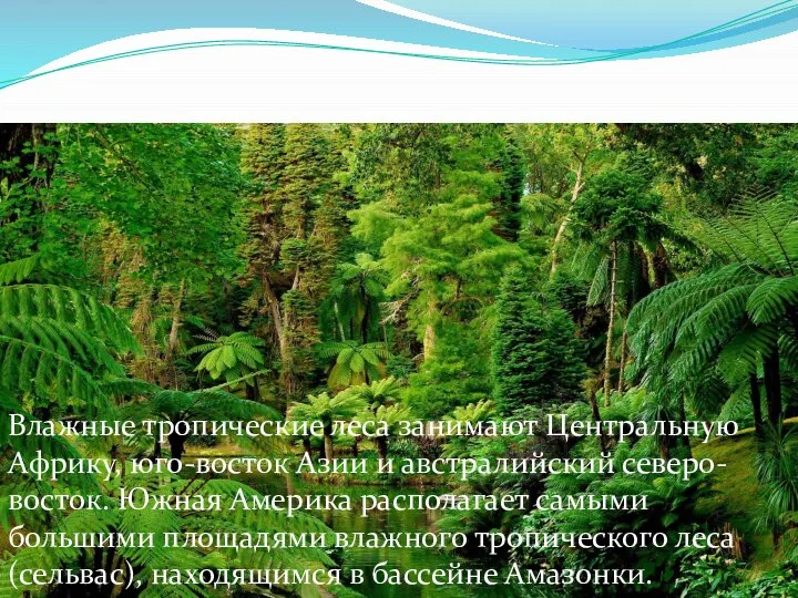 Влажные тропические леса занимают Центральную Африку, юго-восток Азии и австралийский северо-восток. Южная