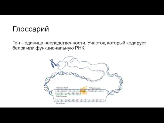 Глоссарий Ген – единица наследственности. Участок, который кодирует белок или функциональную РНК.