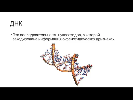 ДНК Это последовательность нуклеотидов, в которой закодирована информация о фенотипических признаках.