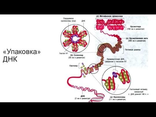 «Упаковка» ДНК