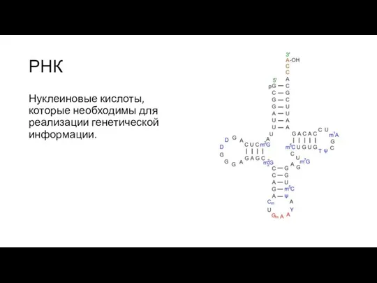 РНК Нуклеиновые кислоты, которые необходимы для реализации генетической информации.