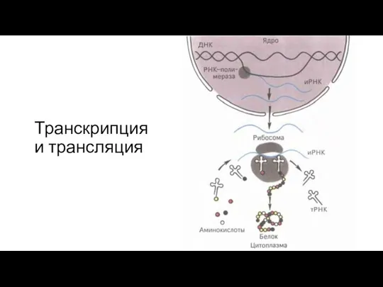 Транскрипция и трансляция