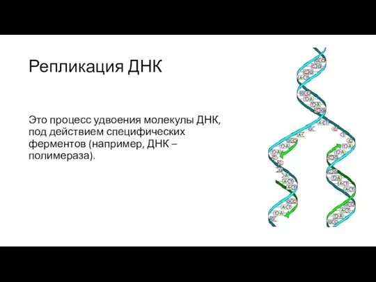 Репликация ДНК Это процесс удвоения молекулы ДНК, под действием специфических ферментов (например, ДНК – полимераза).