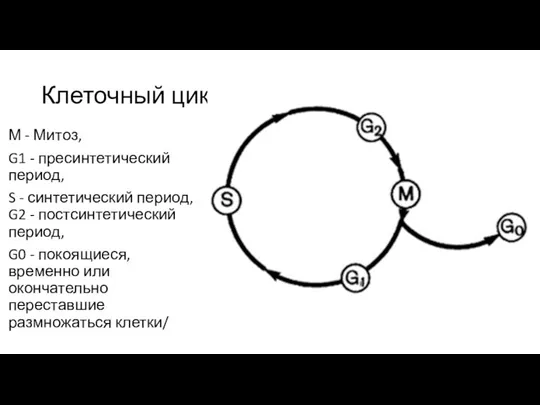 Клеточный цикл М - Митоз, G1 - пресинтетический период, S - синтетический