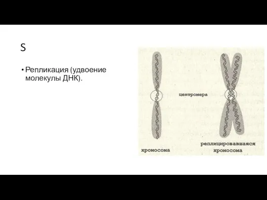 S Репликация (удвоение молекулы ДНК).