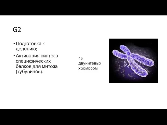 G2 Подготовка к делению; Активация синтеза специфических белков для митоза (тубулинов). 46 двунитевых хромосом