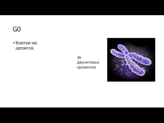 G0 Клетки не делятся. 46 двунитевых хромосом