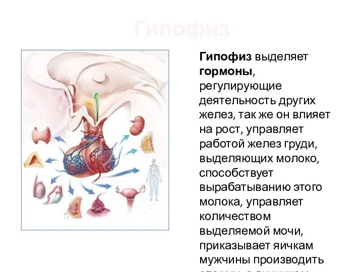 Гипофиз Гипофиз выделяет гормоны, регулирующие деятельность других желез, так же он влияет