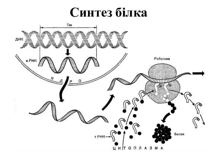 Синтез білка