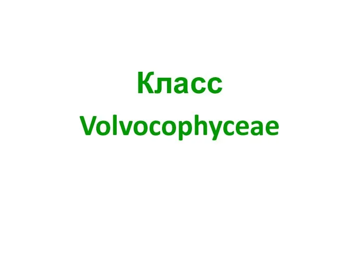 Класс Volvocophyceae