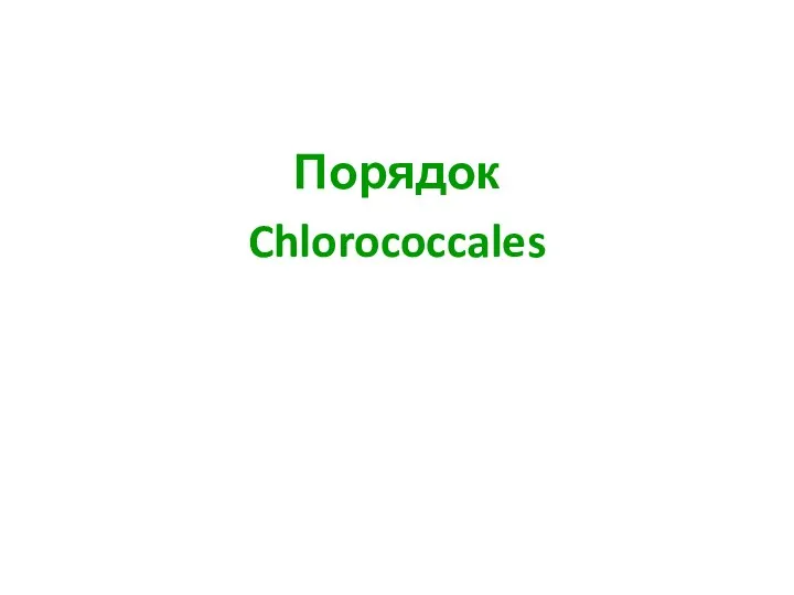 Порядок Chlorococcales