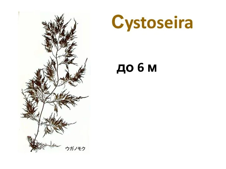 Сystoseira до 6 м