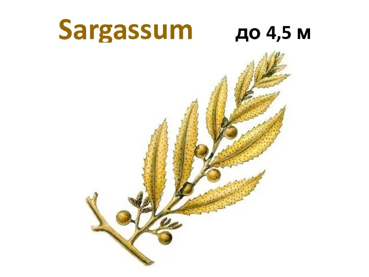 Sargassum до 4,5 м