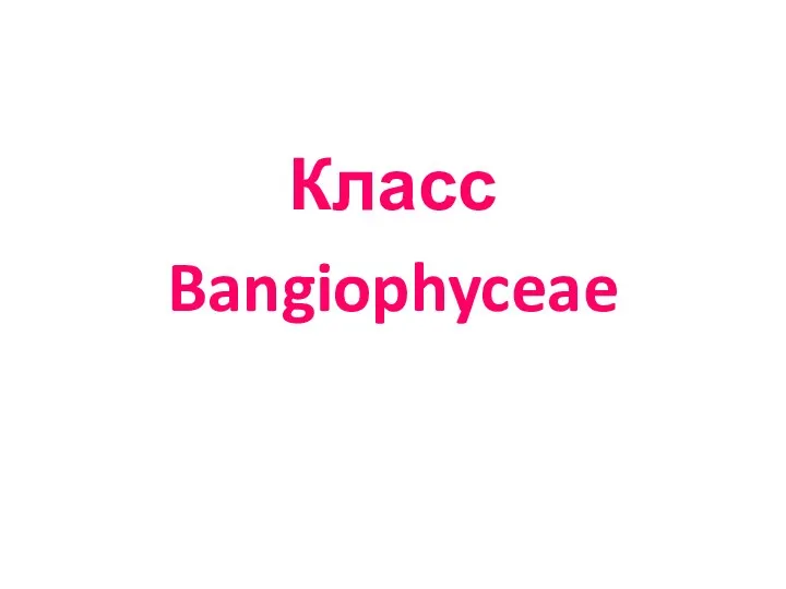 Класс Bangiophyceae