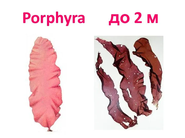 Porphyra до 2 м