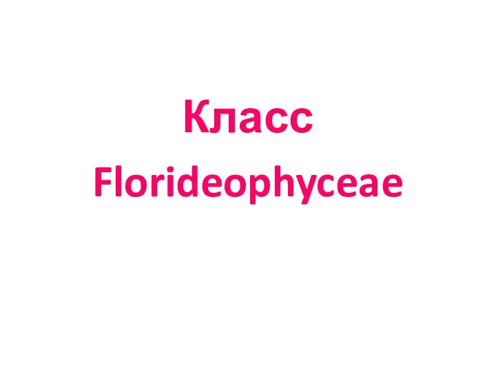 Класс Florideophyceae