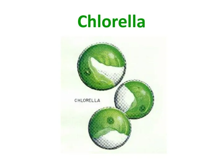 Chlorella