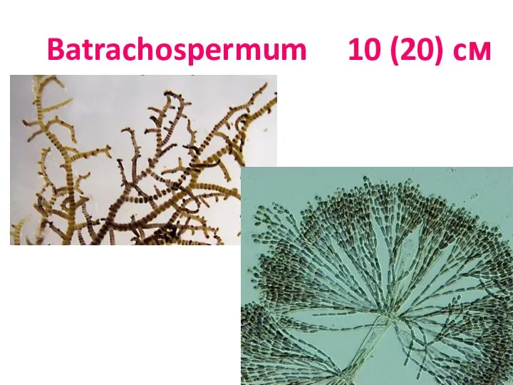 Batrachospermum 10 (20) cм