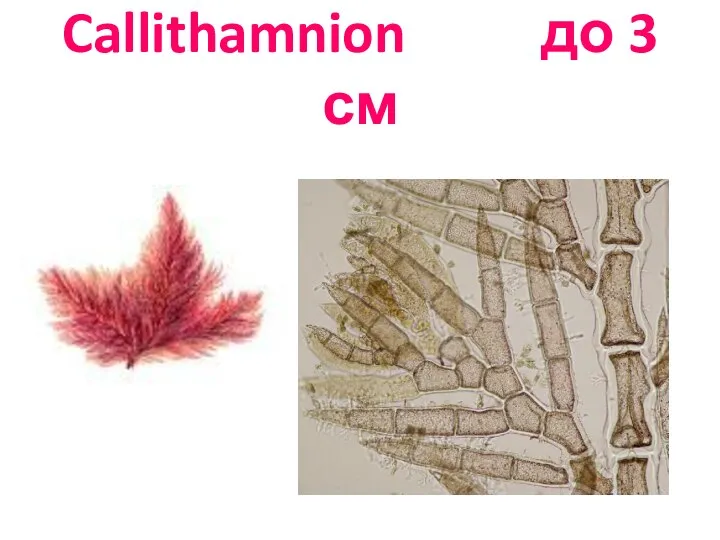 Callithamnion до 3 см