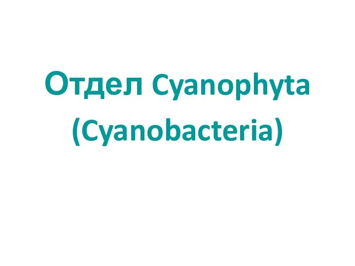 Отдел Cyanophyta (Cyanobacteria)