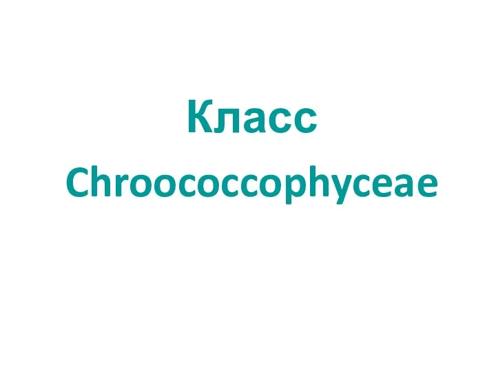 Класс Chroococcophyceae