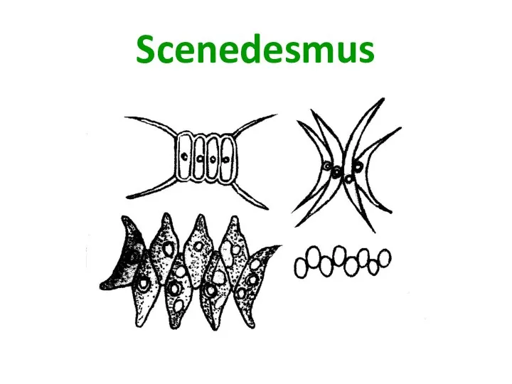 Scenedesmus