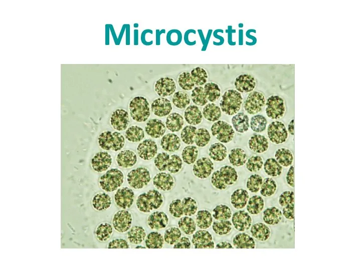 Microcystis