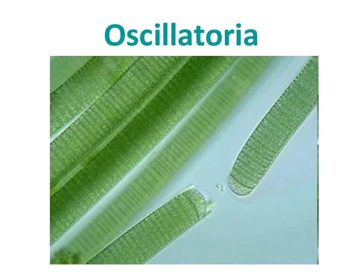 Oscillatoria